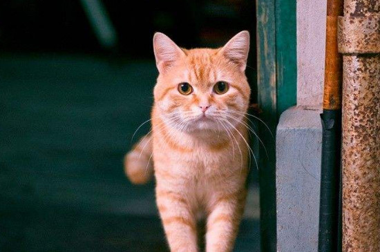 猫吐了没消化的猫粮