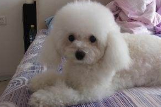泰迪有白色的吗