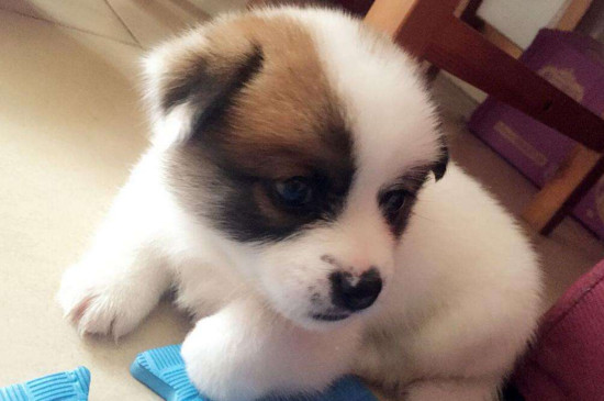 蝴蝶犬好养吗