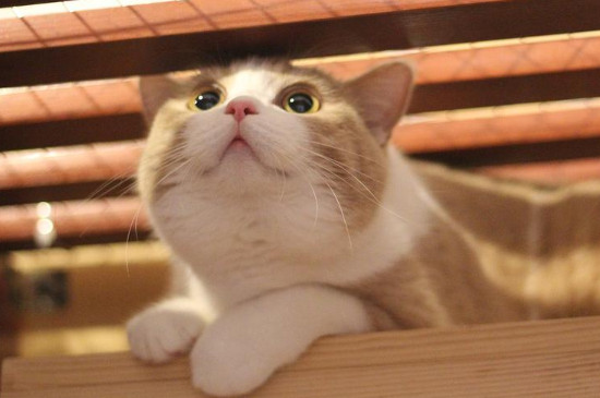 猫咪咳嗽一抽一抽的怎么回事