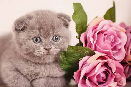 玫瑰花对猫有毒吗