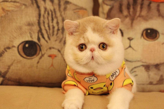 世界上血统最高贵的猫，世界十大贵族猫排名