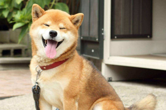 柴犬为什么会笑