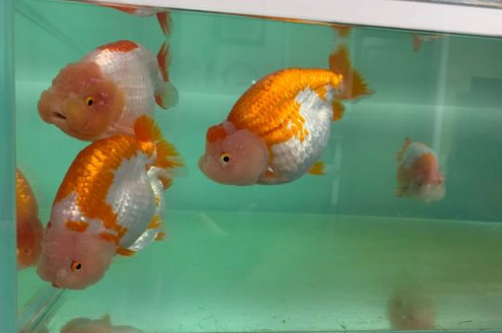 金鱼烂尾怎么治疗?