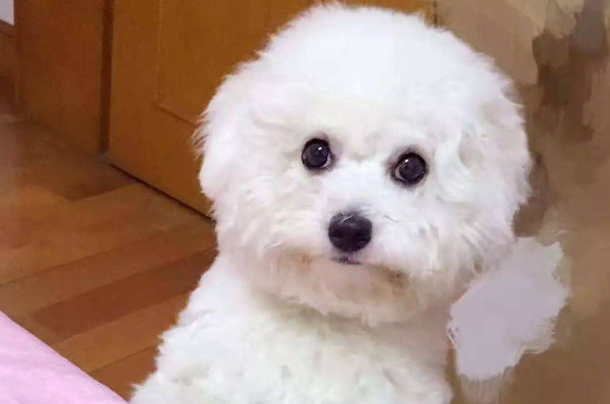小狗挑食不爱吃饭怎么办