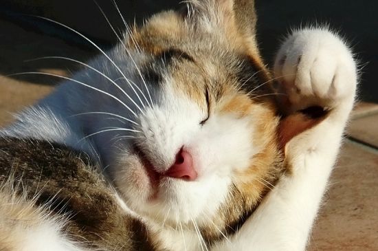 猫一天喝多少ml水