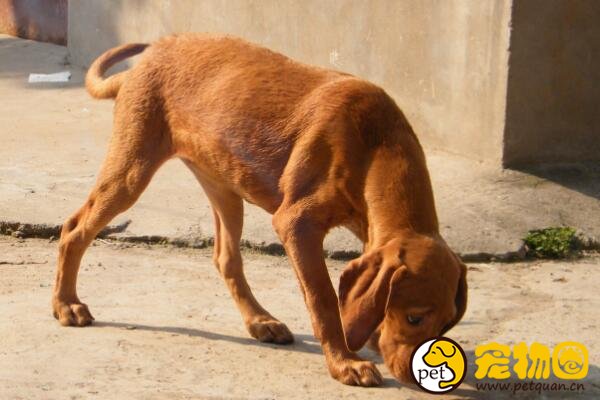 寻血猎犬世界上最出名的猎犬之一，中国把它训练成警犬
