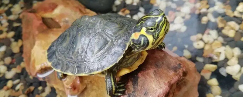 乌龟冬眠多久醒来