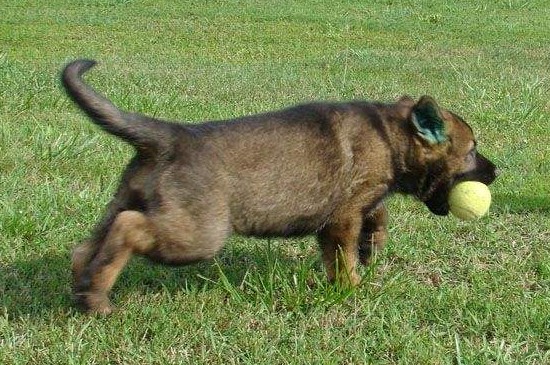 幼犬身上有跳蚤怎么办，教你有效祛除和杜绝跳蚤的4个技巧