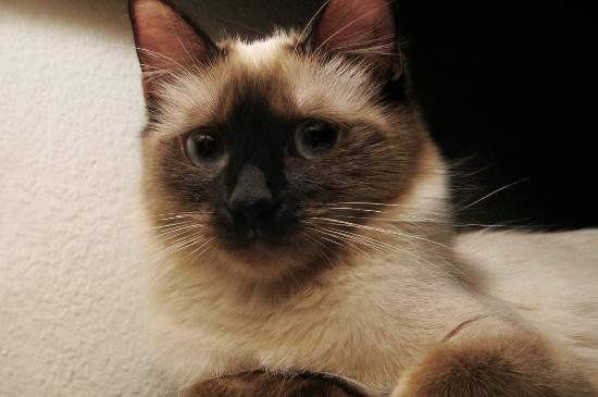 十大适合家养的猫，最适合家养的猫排名