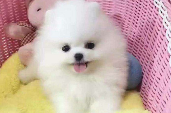 博美怎么看纯不纯