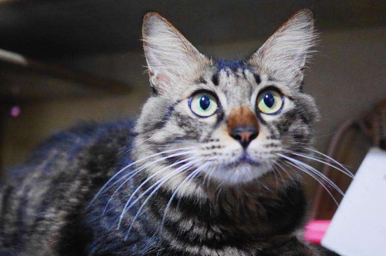 绿眼睛的猫稀少吗