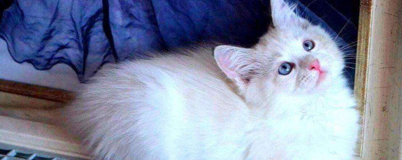 猫可以吃奶油吗