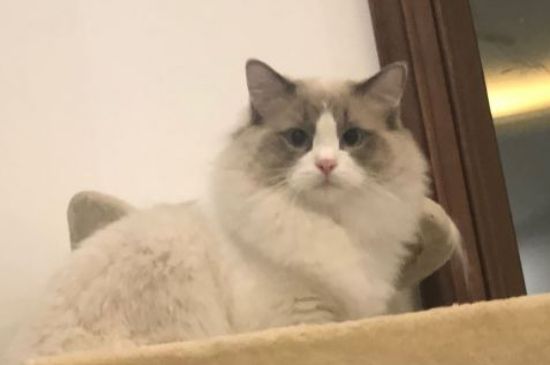 猫膀胱结石怎么引起的