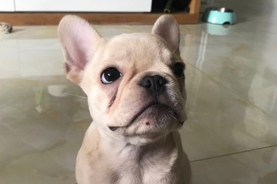 养法斗一个月的费用，法斗犬每月开销在400～1000元