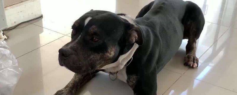 狗可以吃三文鱼吗