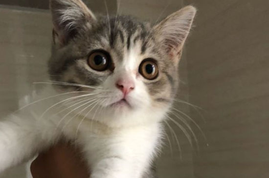 猫鼻子有黑色结痂