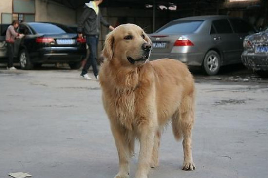 怎样训练金毛寻回犬
