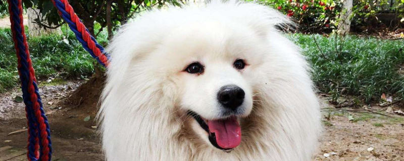 狗狗身上长疙瘩