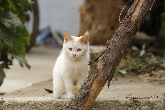 猫不吃不喝没精神