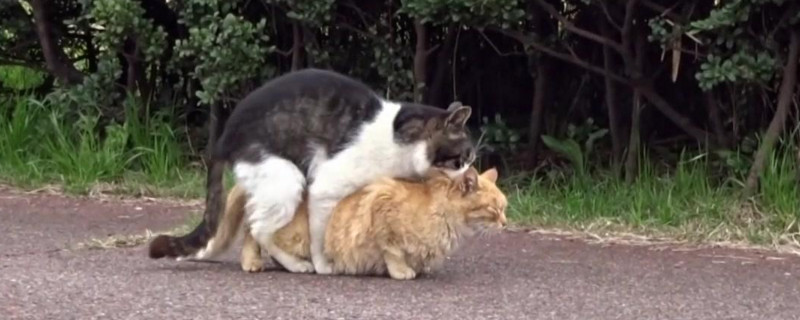 陌生猫怎么快速配种