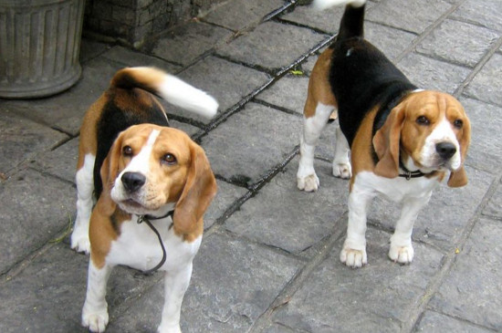 比格犬优缺点
