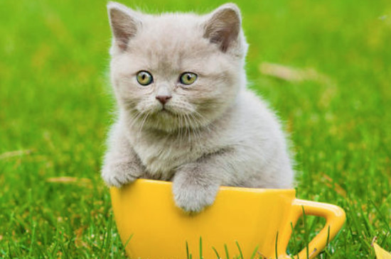 小猫老叫个不停怎么回事