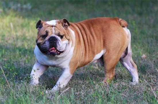 法国斗牛犬怀孕多久生产，法斗怀孕初期注意事项