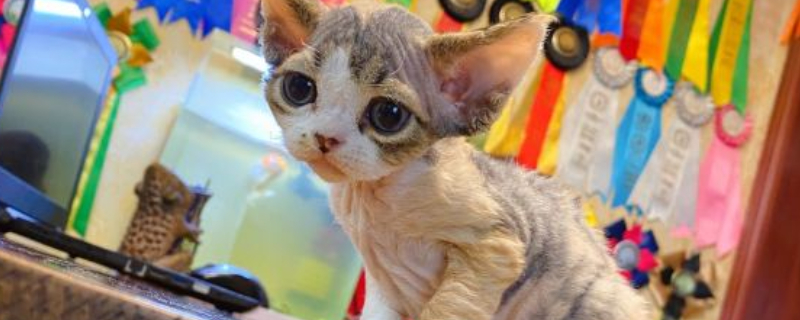 猫咪快速止泻方法