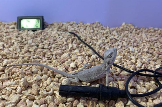 鬃狮蜥吃什么长得快