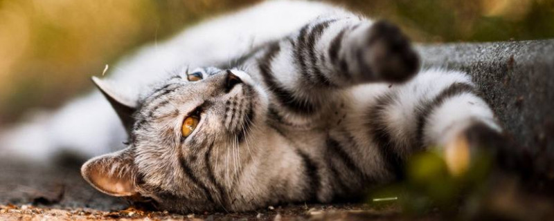 猫咪不吃猫粮怎么办?