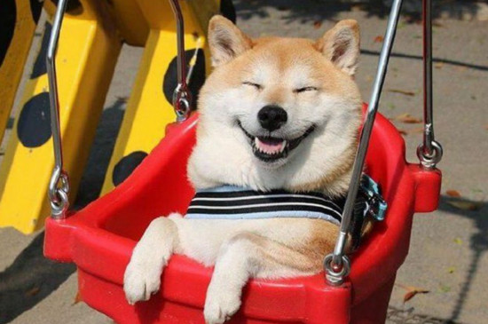 柴犬是真笑吗