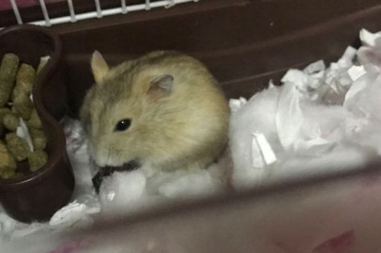 仓鼠吃什么蔬菜和水果