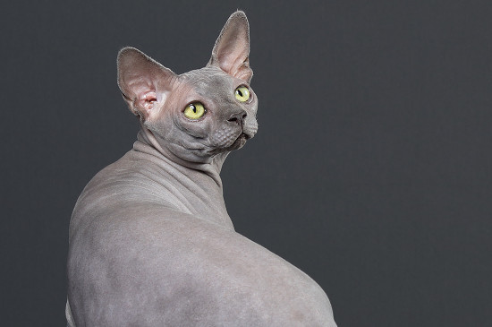 斯芬克斯猫一天喂几顿