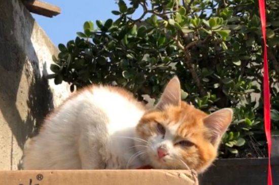 猫耳朵发炎怎么办