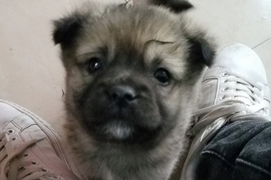狗瘟能治好吗