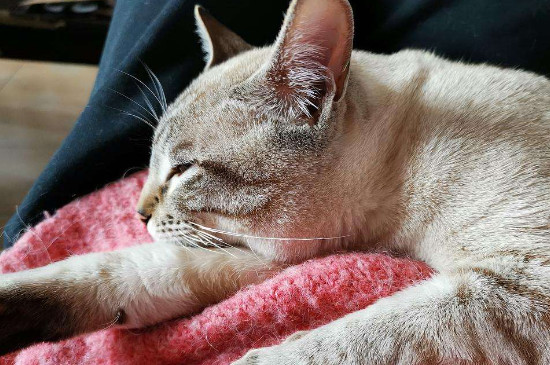 猫有大姨妈嘛
