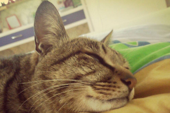 猫发情可以做绝育么
