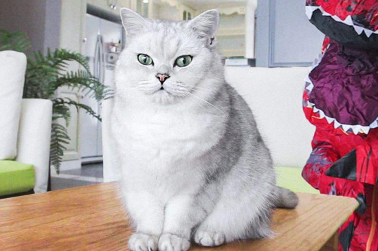 把猫阉了会恨主人吗