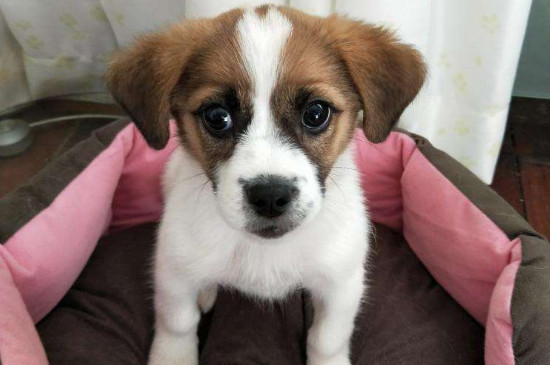 犬窝咳症状会自愈吗