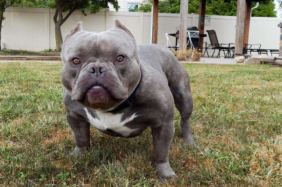 斯坦福犬和恶霸的区别
