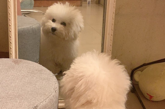 小狗不吃东西没精神怎么办
