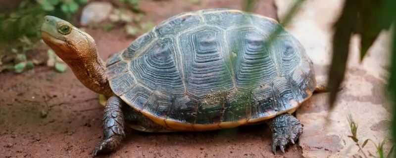 乌龟的特点和生活特征