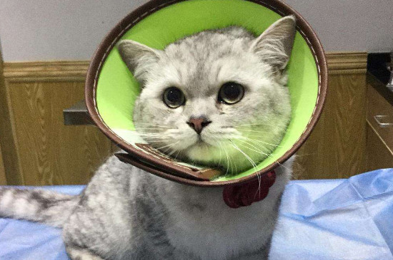 猫传腹症状怎么引起的