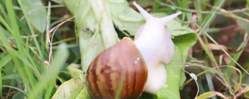 蜗牛怎么养
