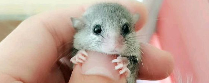 睡鼠怎么养