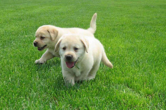 拉布拉多幼犬一天喂几次