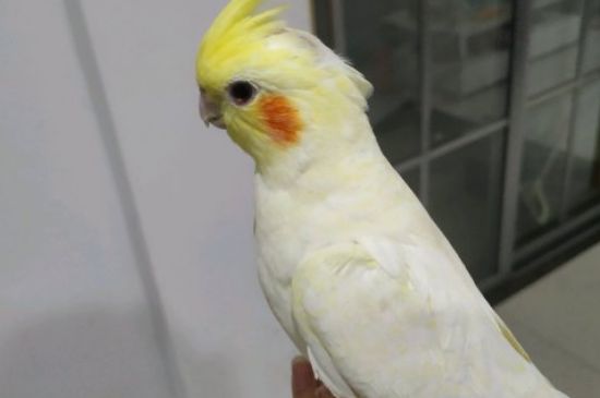 怎么养鹦鹉