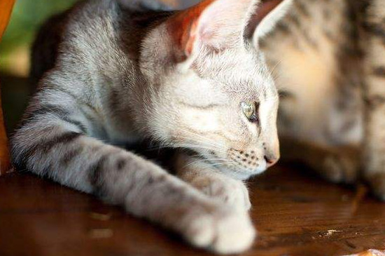 世界上最昂贵的猫咪，阿什拉一只16万其实是骗局