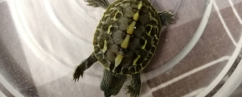珍珠龟什么时候开始冬眠